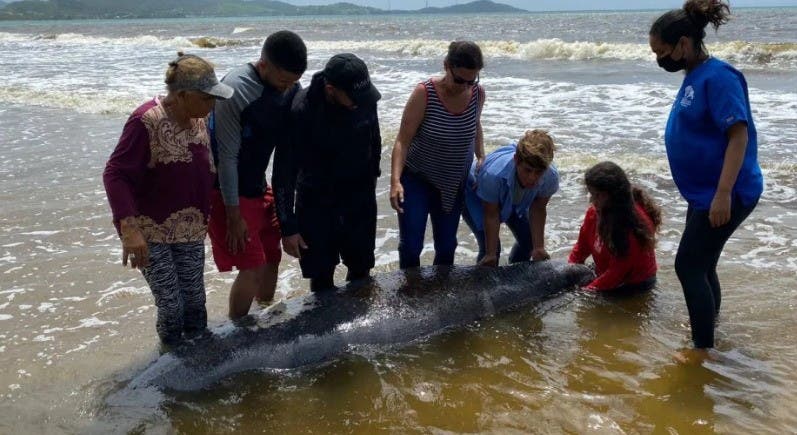 Rescatan un manatí varado en una playa de Puerto Rico