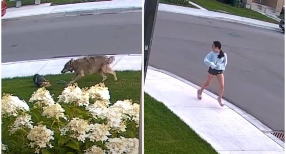Perrita defiende a su dueña de un coyote