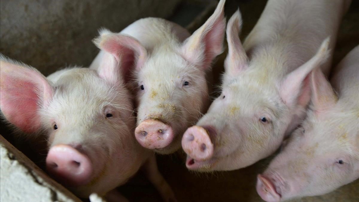 Parece que pignorar ha variado de significado