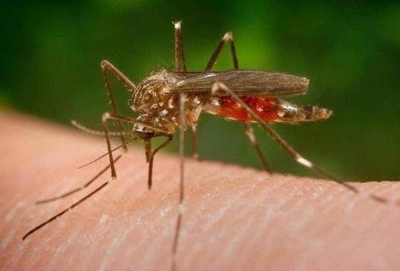 Rociarán pesticidas contra virus en NY