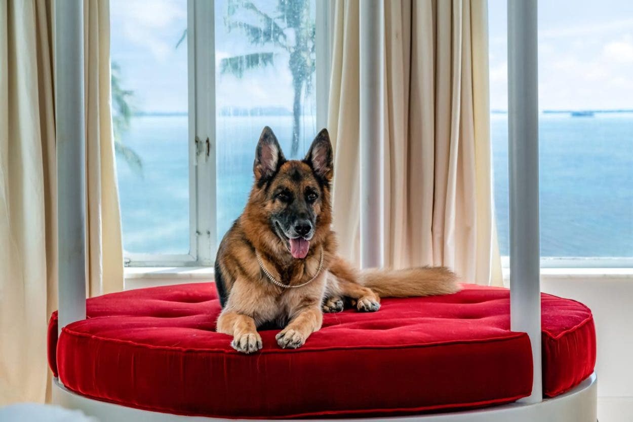 El perro más rico del mundo vende casa en Miami por casi US$32 MM