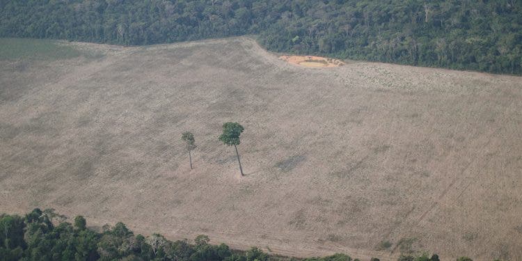 Un estado brasileno combatira la deforestacion con herramientas digitales 1