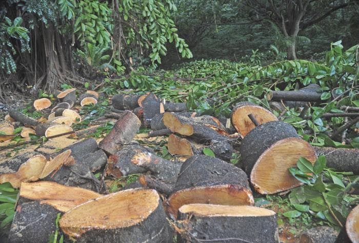 Un estado brasileño combatirá la deforestación con herramientas digitales