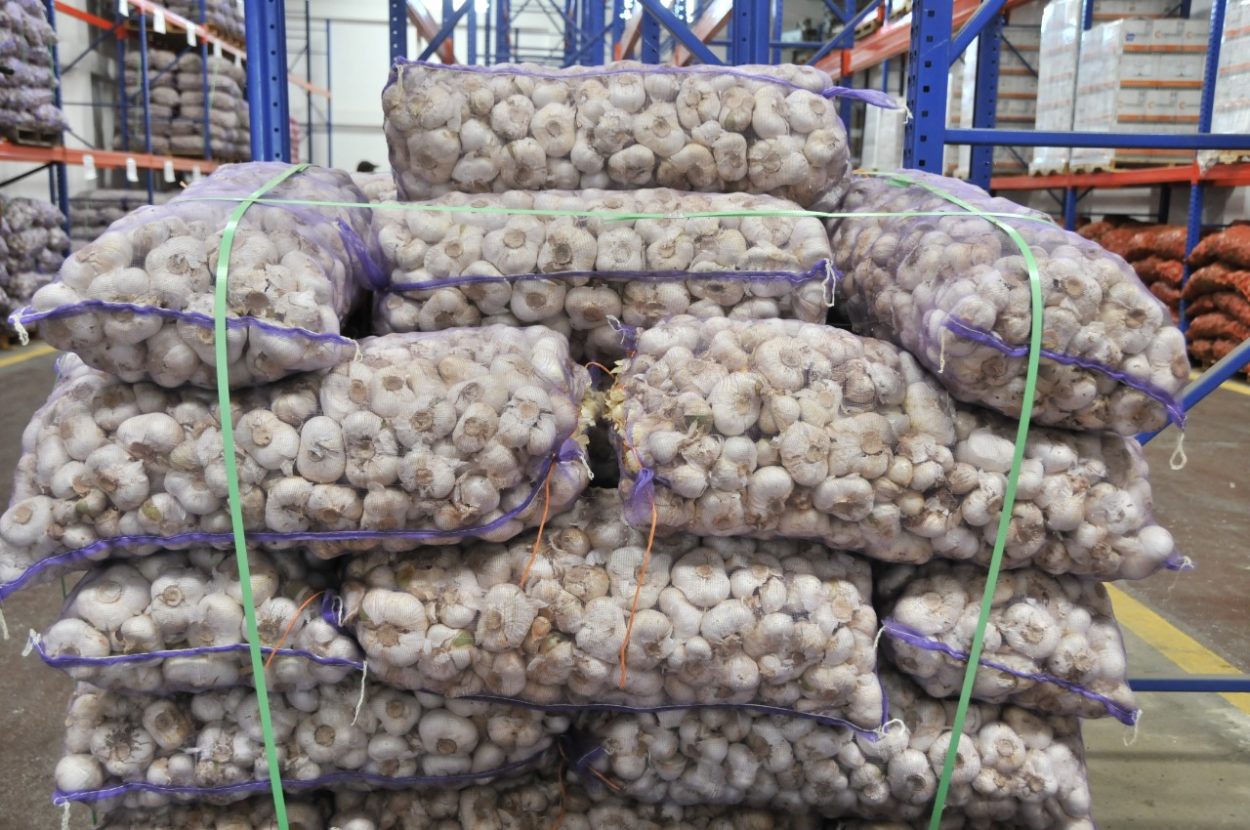 Agricultura impulsa cultivo ajo