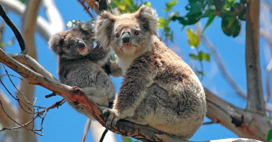 Q MUNDO: Declaran Koala como especie en peligro