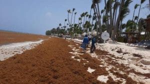 Piden respuesta urgente y regional ante sargazo