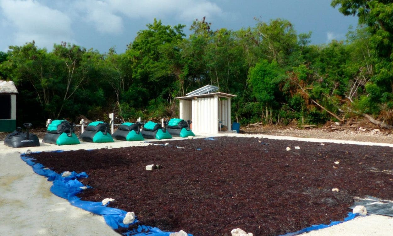 Unapec y entidades generan biogás del sargazo