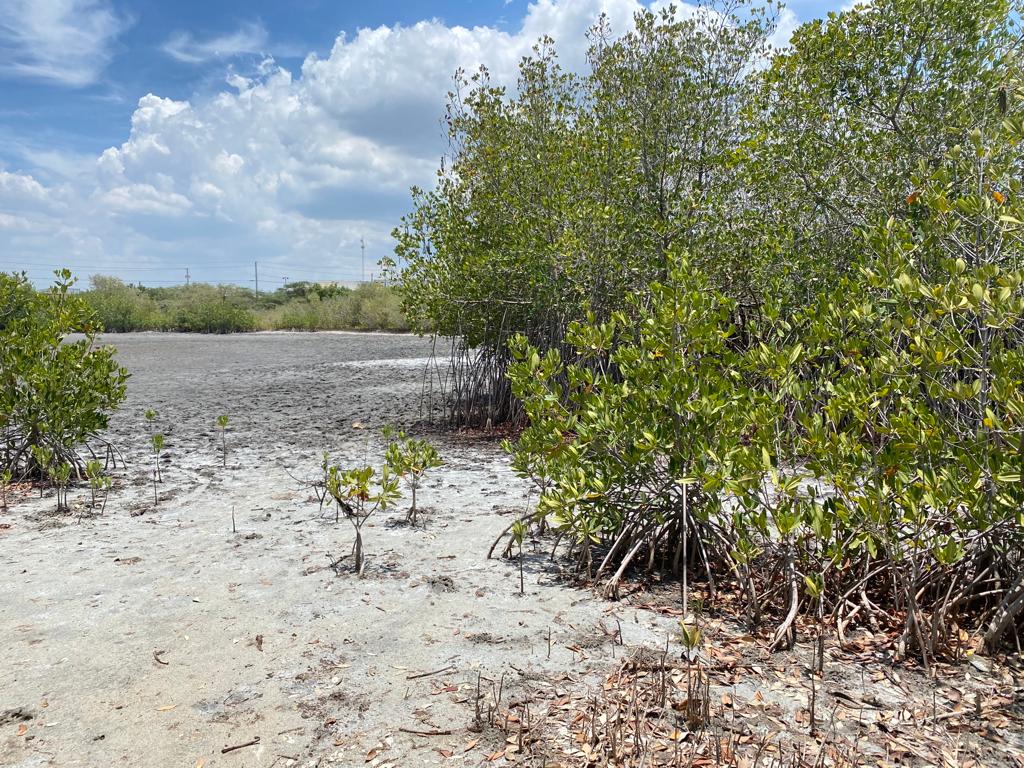 Identifican puntos para restauración manglares en Montecristi