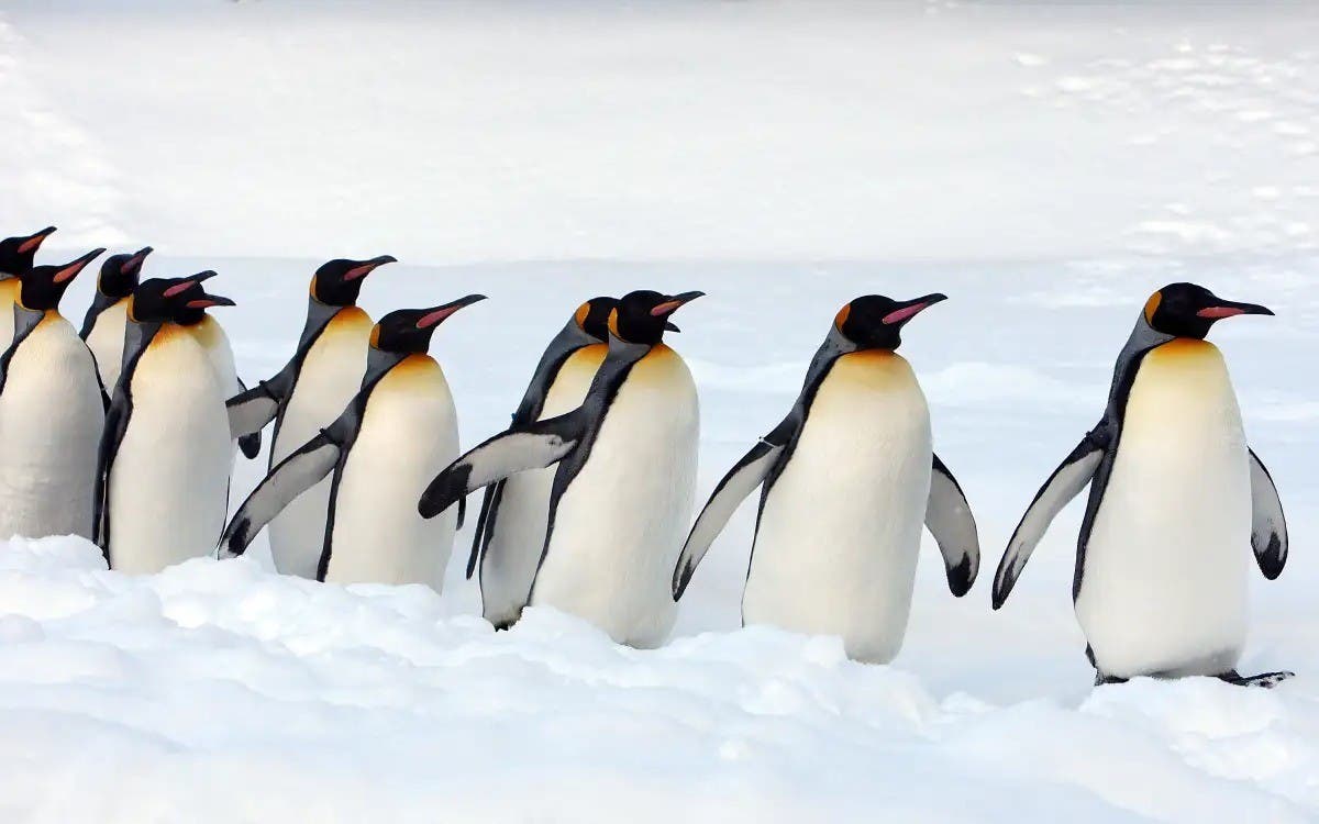 Q MUNDO: Ofrecen empleo contando pingüinos