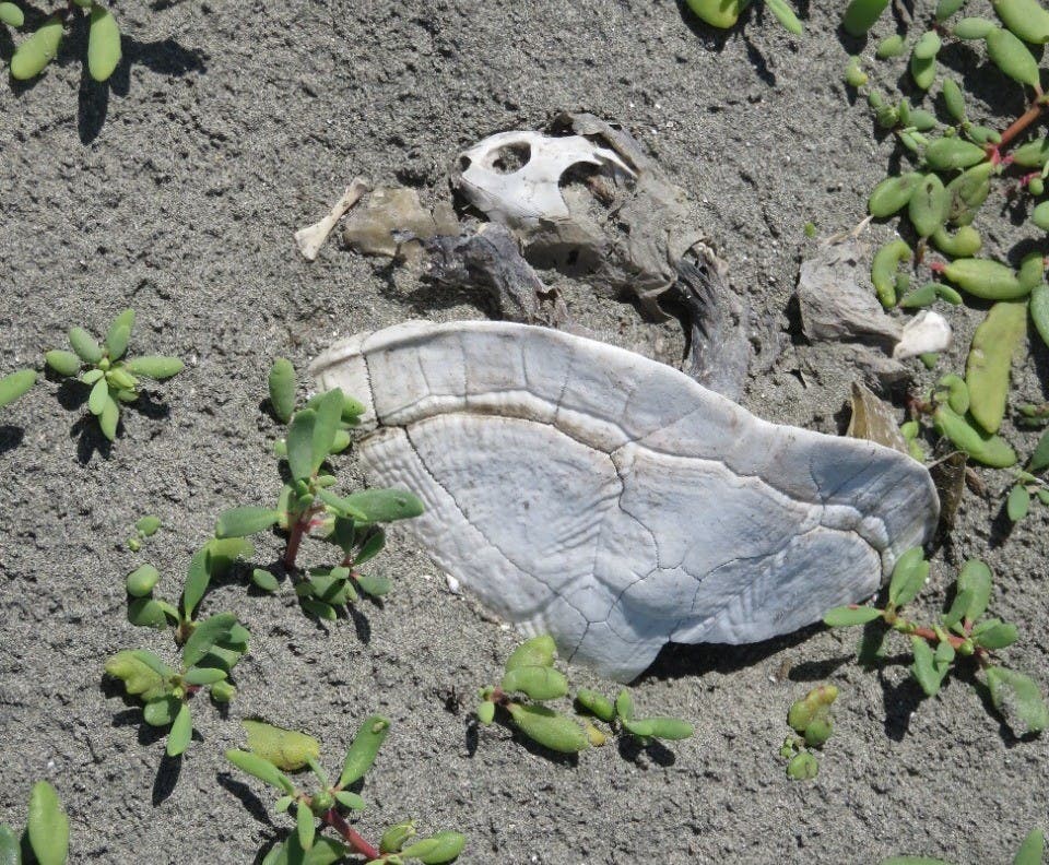 T. decorata muerta por la sequía de la laguna Rincón o Cabral.
Foto: Grupo Jaragua