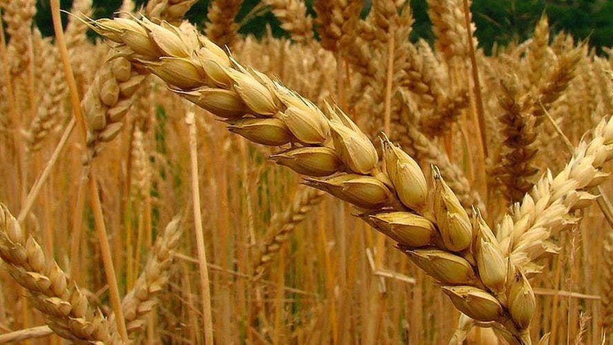 Ucrania acusa a Rusia de robar toneladas de cereal en territorios ocupados