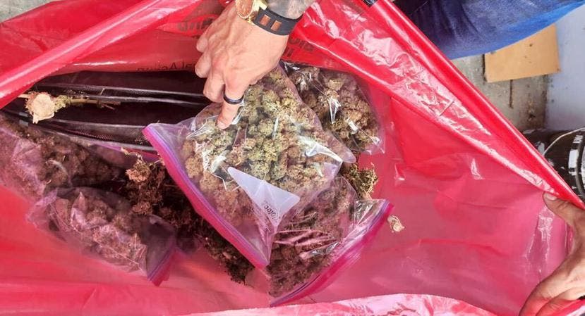Marihuana empacada, que fue hallada en un invernadero en Caguas. La intervención resultó en dos arrestos de personas vinculadas a "El Burro". (Suministrada)/ Fuente externa 