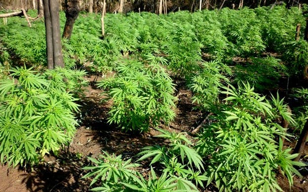 Autoridades venezolanas destruyen cultivo de marihuana en el este del país