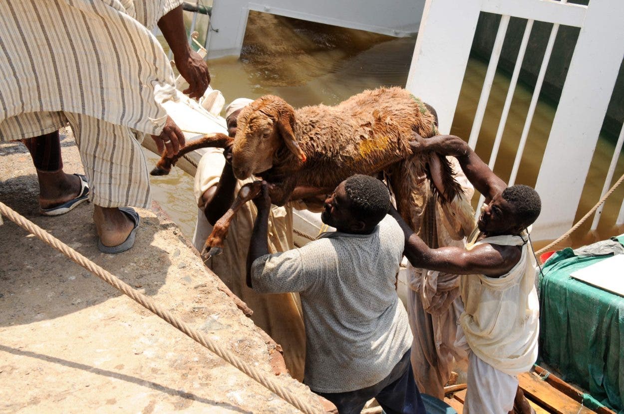 Mueren ahogadas unas 15.000 ovejas tras hundirse un barco en Sudán