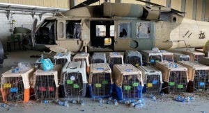 Primera dama surcoreana promueve acabar con consumo carne de perro