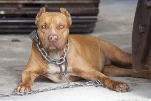 Madre de bebé atacado por pitbull pide que mascota sea sacrificada