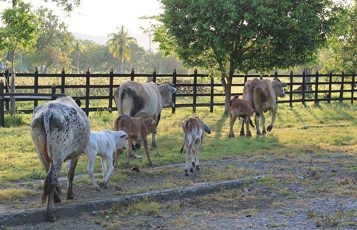 Denuncian en NY cuatreros azotan ganaderos de Nagua