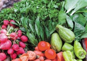 Política alimento: FAO reconoce