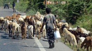 Chivo liniero