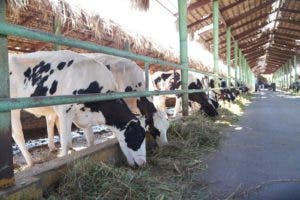 Niegan vacas proyecto Ysura mueran de hambre