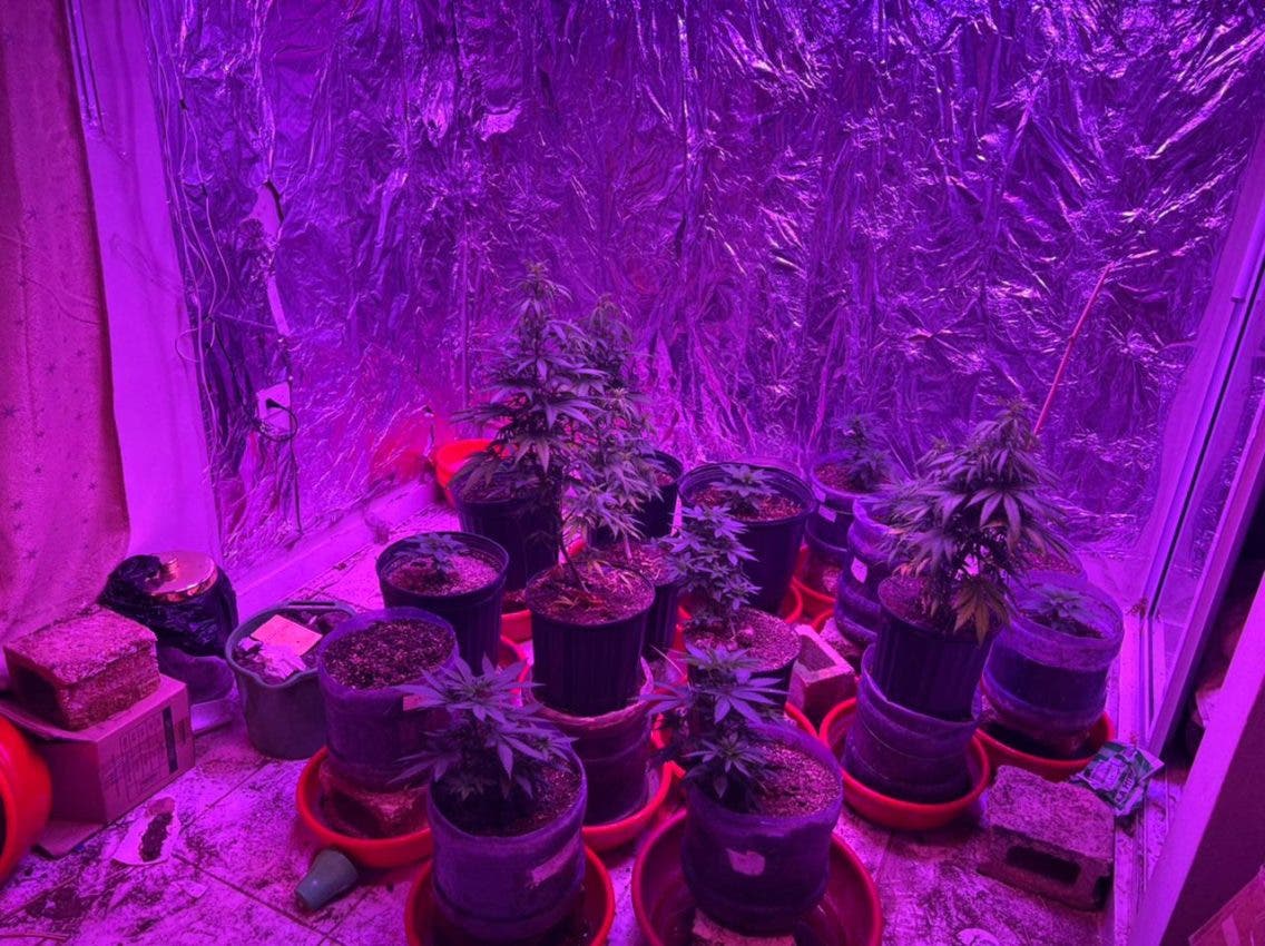 Decomisan 33 plantas marihuana eran cultivada con técnica de laboratorio