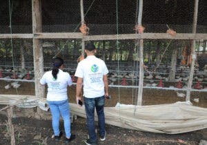 Pro Consumidor busca evitar especulación con la carne de pollo