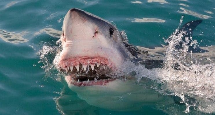 Tiburón ataca y muerde hombre en playa Long Island