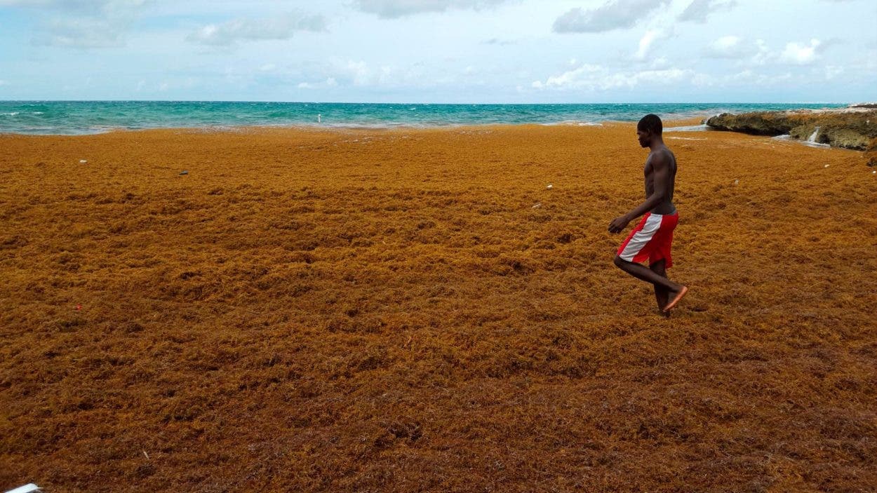 Algas «devastadoras» asfixian las costas del Caribe