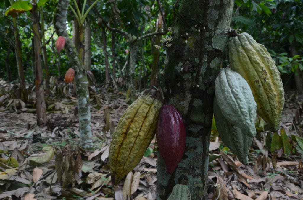 Una envidiable producción de cacao, materia prima base del chocolate