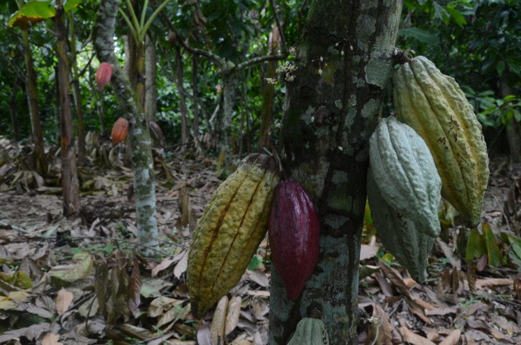 Una envidiable producción de cacao, materia prima base del chocolate