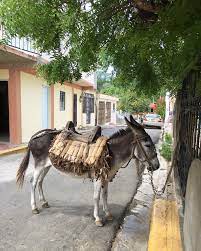 El burro es un animal de trabajo que poco a poco ha ido desapareciendo el campo dominicano