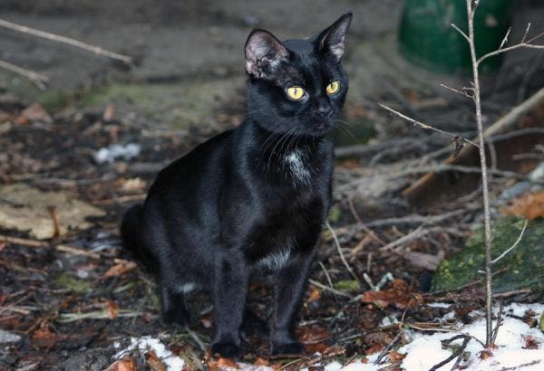 ¿Por qué se relaciona los gatos negros con la brujería?
