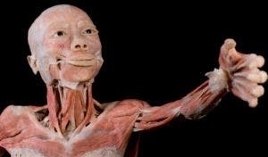 Cuerpos humanos reales en muestra abierta al público
