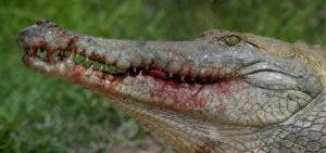 Hombre pierde parte de brazo tras ataque de caimán en zoológico de Florida