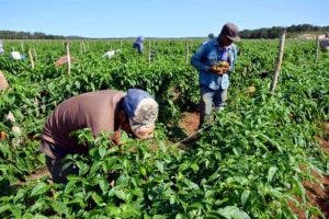 Buscan transformar producción agrícola
