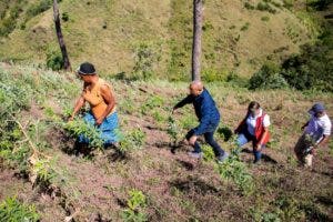 Realizan jornada de siembra en los PAD de Azua
