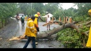 Hombre muere al caerle árbol encima en Nagua
