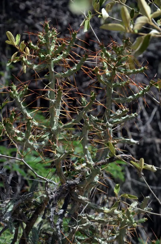 Esta es la  guasábara (Cylindropuntia caribaea por su nombre científico).