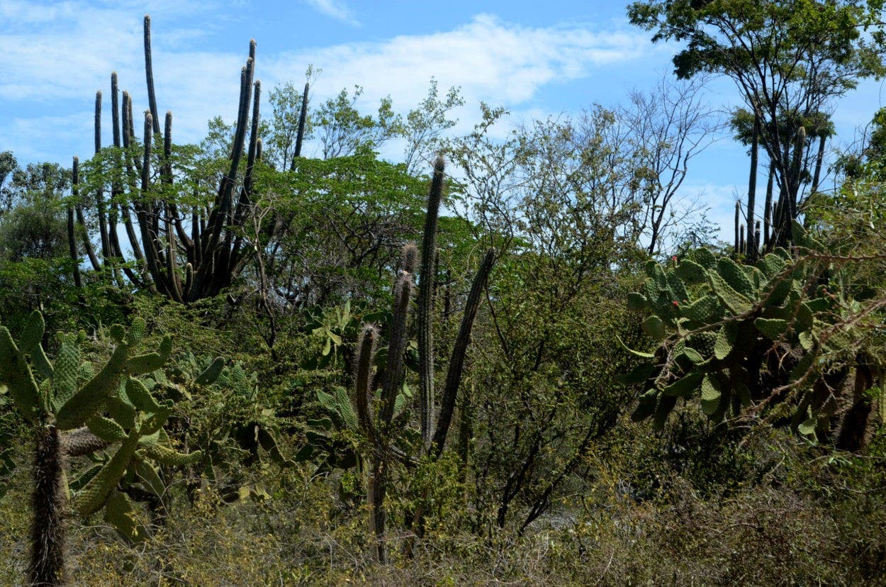 Guasábara, sistema de defensa de los bosques secos de RD