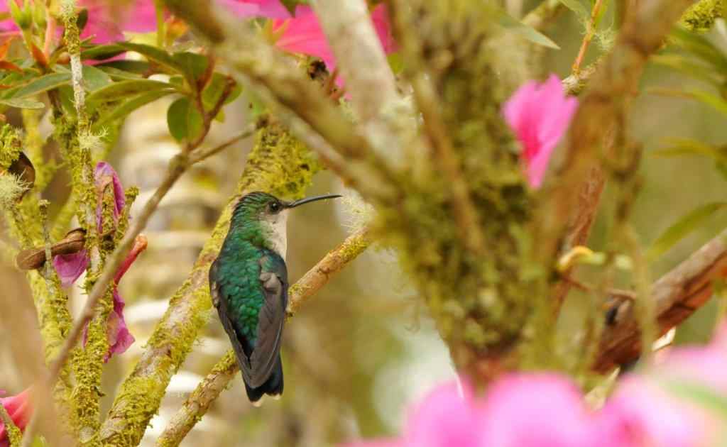 Buscan crear 100 áreas en América Latina para preservar 200 especies de aves