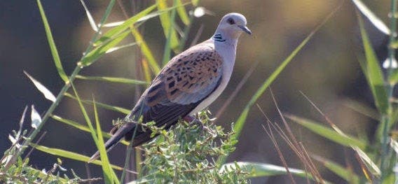 Buscan crear 100 áreas en América Latina para preservar 200 especies de aves