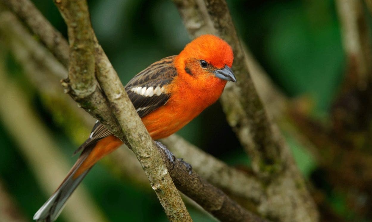 Buscan crear 100 áreas en América Latina para preservar 200 especies de aves
