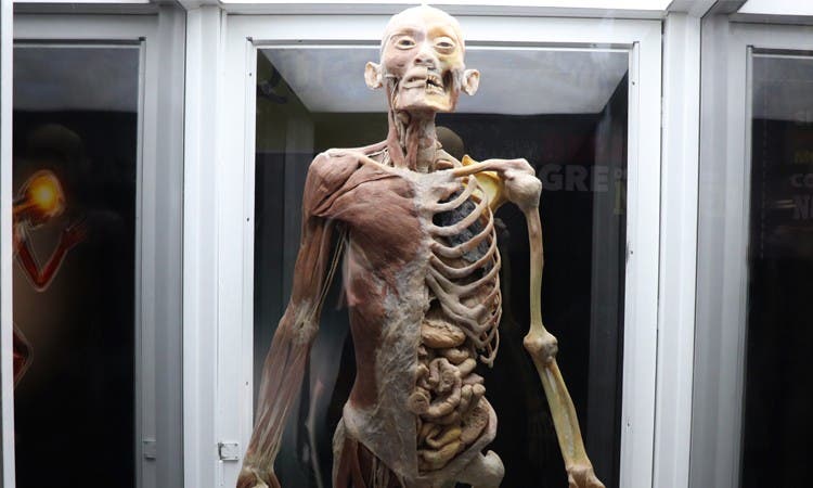 “Bodies: Cuerpos humanos reales”, sigue atrayendo público
