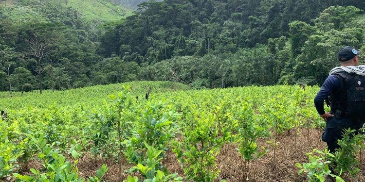 Colombia registra cifra récord de cultivos de coca