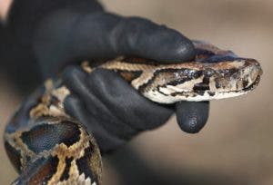 Apresan hispano en frontera Canadá-NY con 3 serpientes entre sus piernas