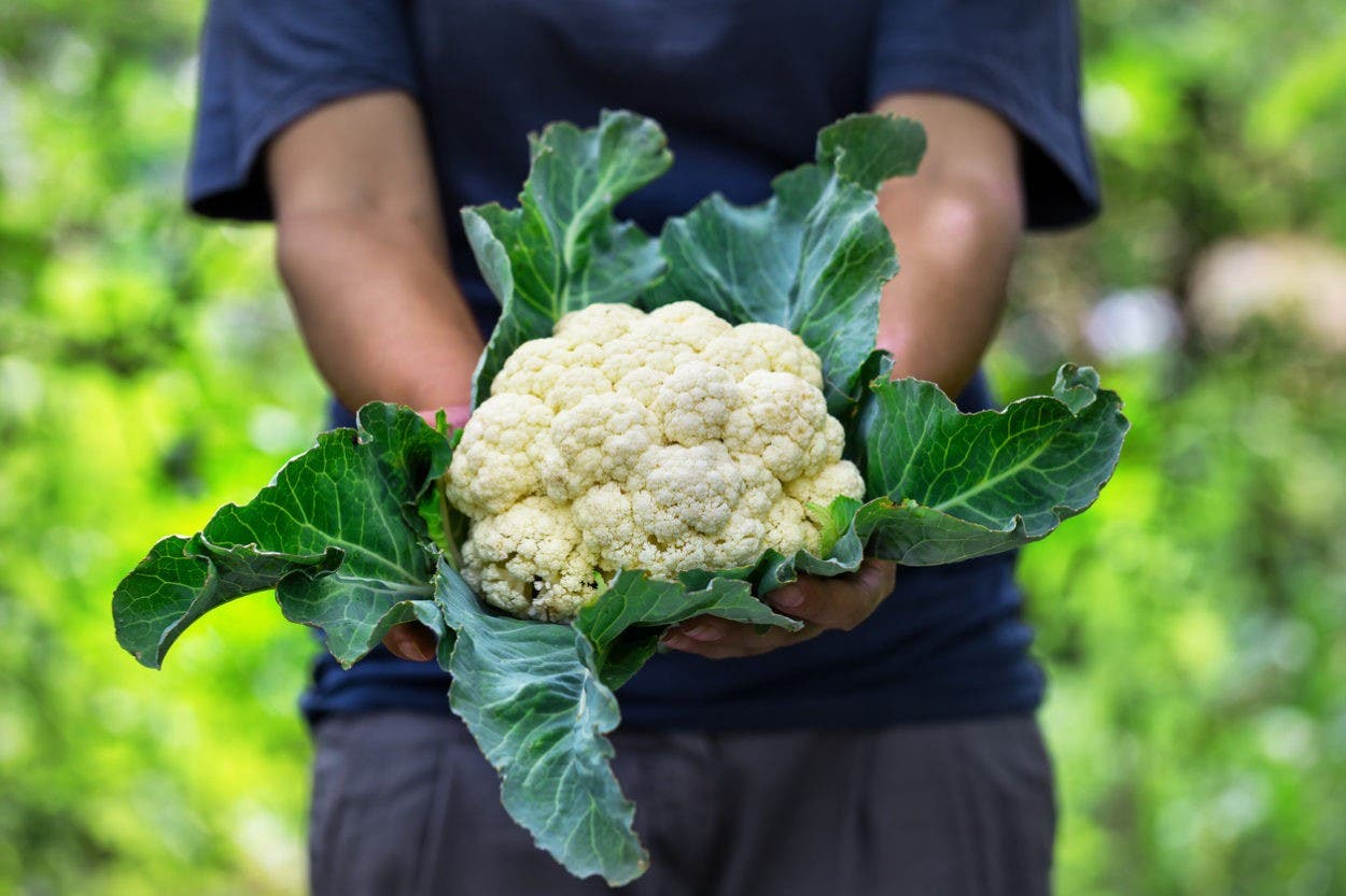 La coliflor: Ventajas y efectos adversos