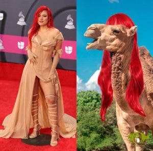 Zoológico RD hace memes con atuendo de artistas en Latin Grammys