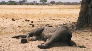 Sequía mata 1,235 animales salvajes, incluidos 205 elefantes