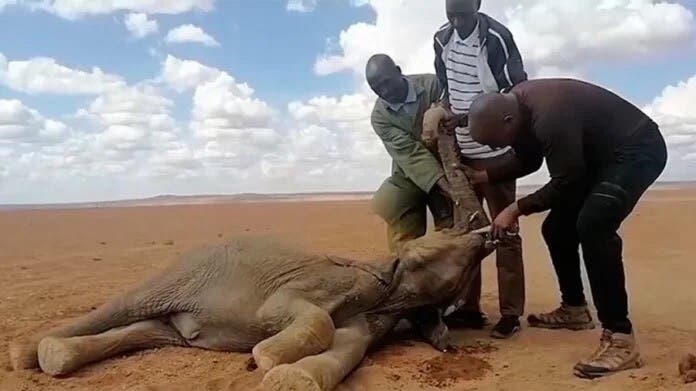 Sequía mata 1,235 animales salvajes, incluidos 205 elefantes