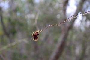 Medio Ambiente reintroduce orquídea Cacatica, especie en extinción